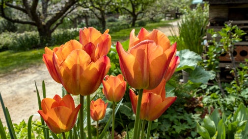 Orange tulips in a garden border at Hughenden, Buckinghamshire